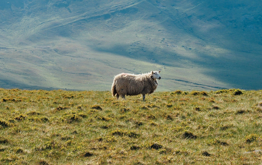 ¿Qué es la lana merino?
