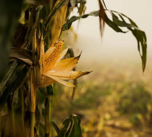 ¿Qué es el tejido Sorona? Características y ventajas